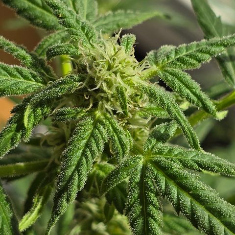 Grow No°1 - Hindu Kush growlog timeline photo