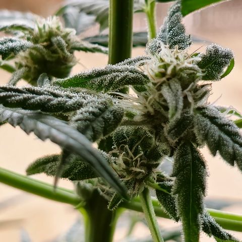 Grow No°1 - Hindu Kush growlog timeline photo
