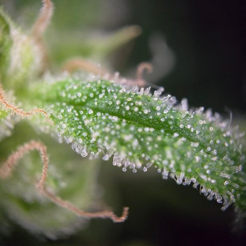 Grow No°1 - Hindu Kush growlog timeline photo
