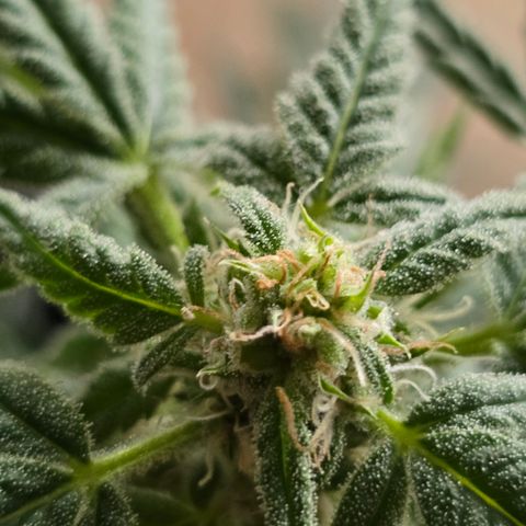 Grow No°1 - Hindu Kush growlog timeline photo