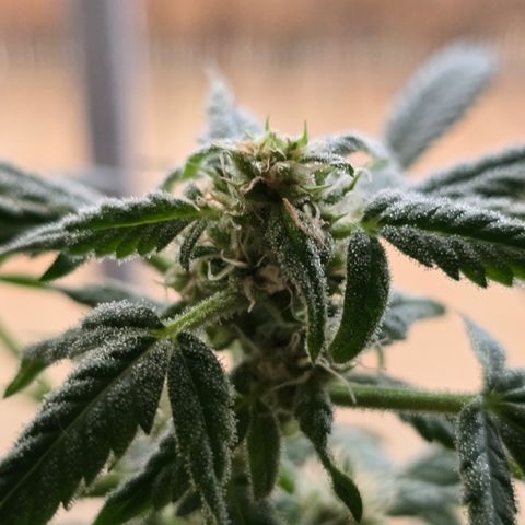 Grow No°1 - Hindu Kush growlog timeline photo