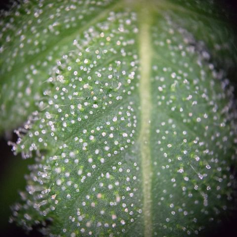 Grow No°1 - Hindu Kush growlog timeline photo