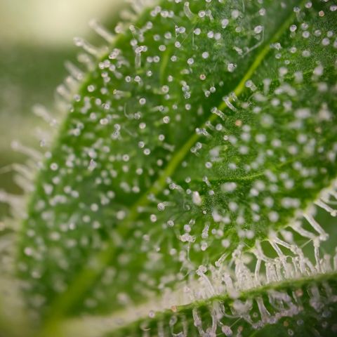 Grow No°1 - Hindu Kush growlog timeline photo