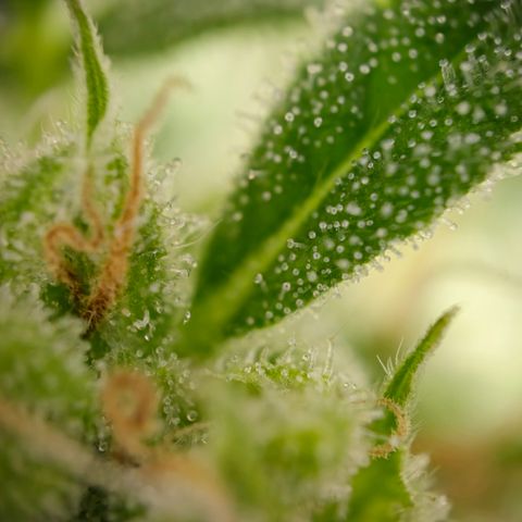 Grow No°1 - Hindu Kush growlog timeline photo