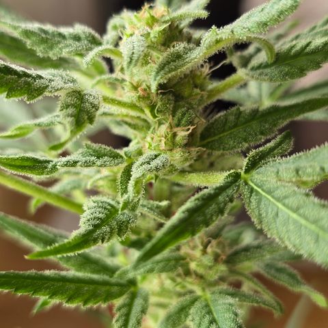 Grow No°1 - Hindu Kush growlog timeline photo