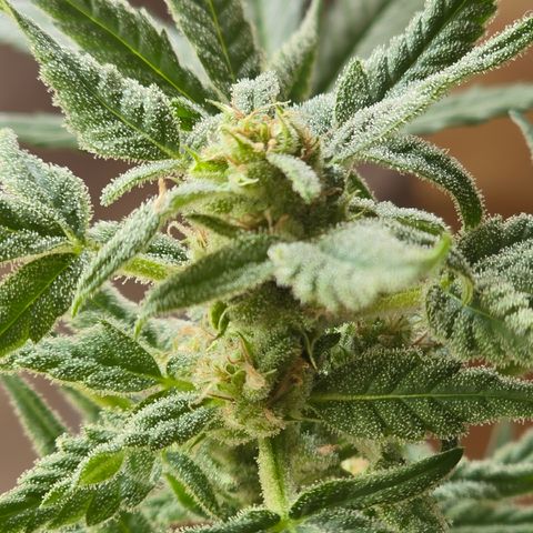 Grow No°1 - Hindu Kush growlog timeline photo