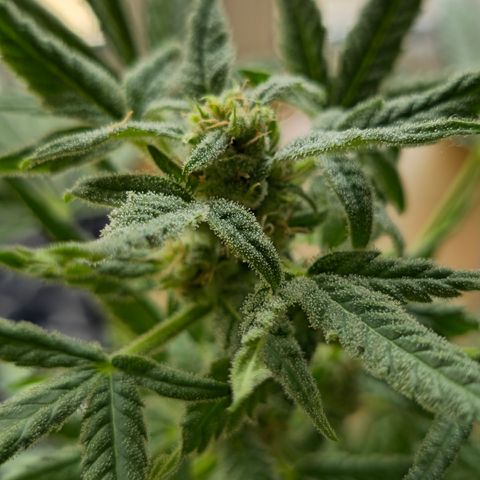 Grow No°1 - Hindu Kush growlog timeline photo