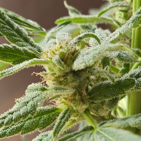 Grow No°1 - Hindu Kush growlog timeline photo
