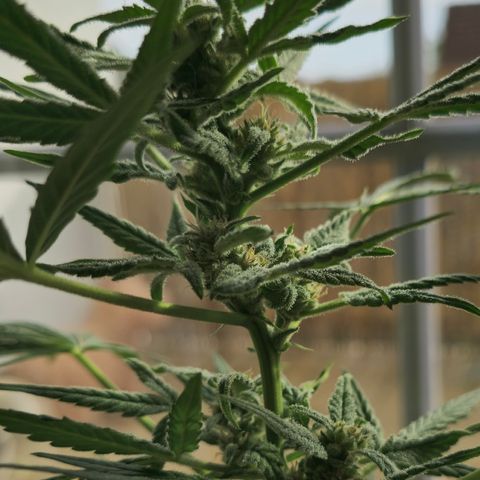 Grow No°1 - Hindu Kush growlog timeline photo