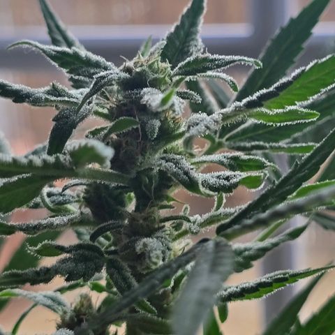 Grow No°1 - Hindu Kush growlog timeline photo