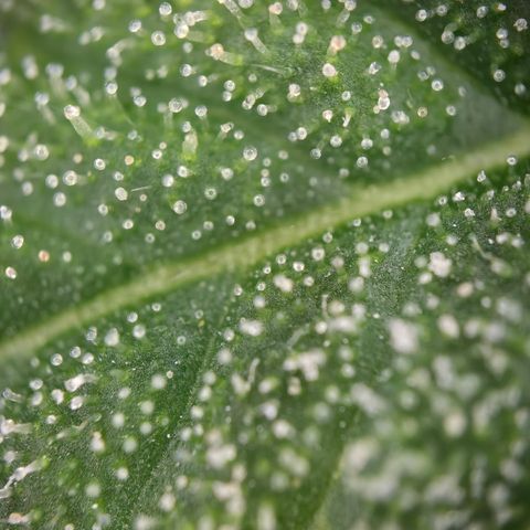 Grow No°1 - Hindu Kush growlog timeline photo