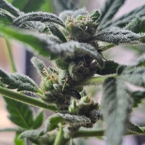 Grow No°1 - Hindu Kush growlog timeline photo