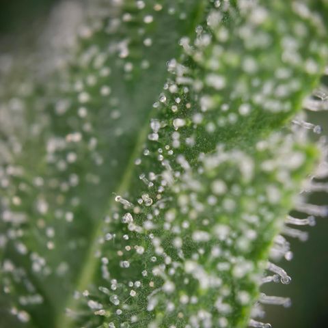Grow No°1 - Hindu Kush growlog timeline photo