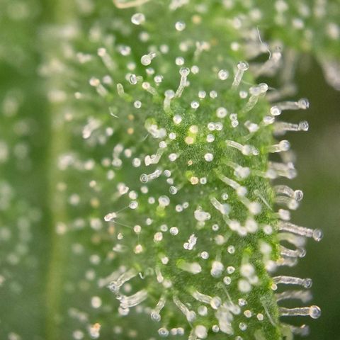 Grow No°1 - Hindu Kush growlog timeline photo