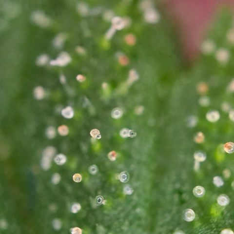 Grow No°1 - Hindu Kush growlog timeline photo