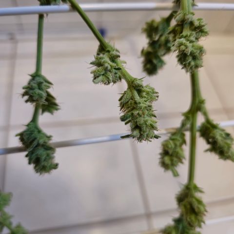 Grow No°1 - Hindu Kush growlog timeline photo