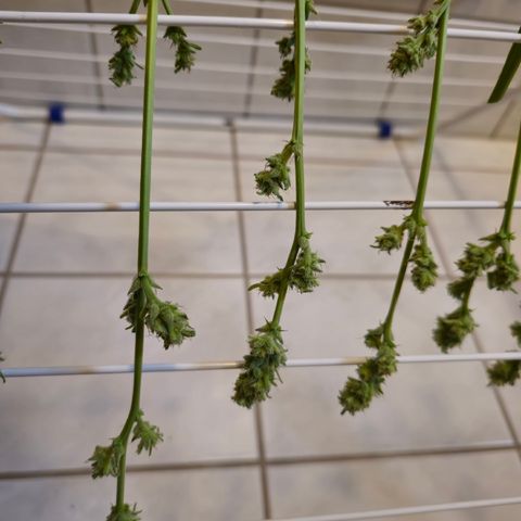 Grow No°1 - Hindu Kush growlog timeline photo