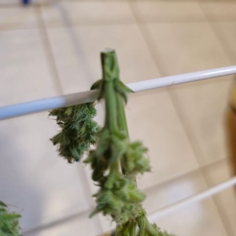Grow No°1 - Hindu Kush growlog timeline photo