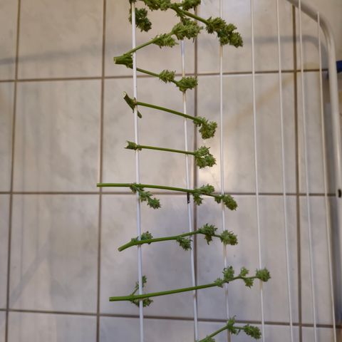 Grow No°1 - Hindu Kush growlog timeline photo