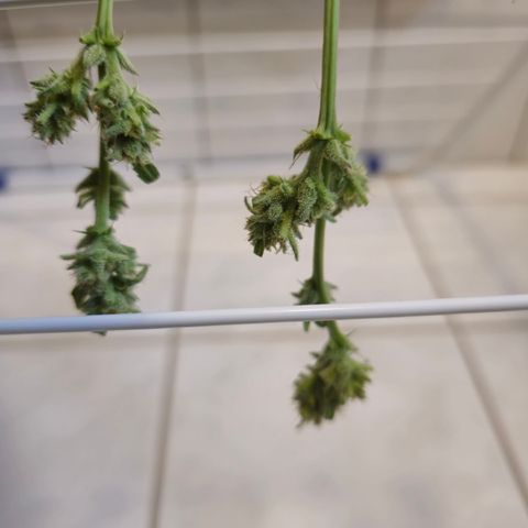 Grow No°1 - Hindu Kush growlog timeline photo