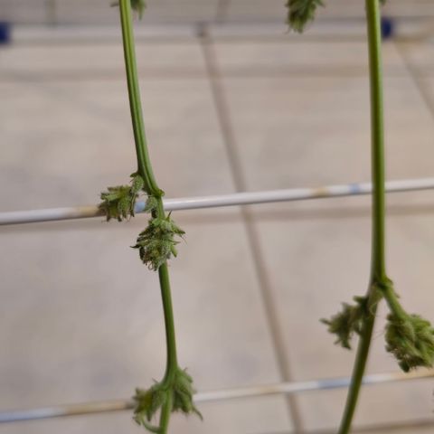 Grow No°1 - Hindu Kush growlog timeline photo