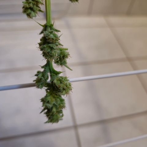 Grow No°1 - Hindu Kush growlog timeline photo