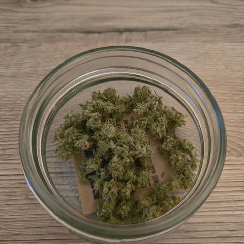 Grow No°1 - Hindu Kush growlog timeline photo