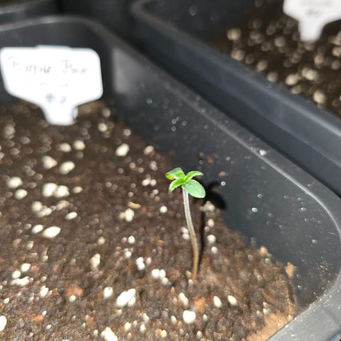 Grow No°2 - Purple Bud #1 growlog timeline photo