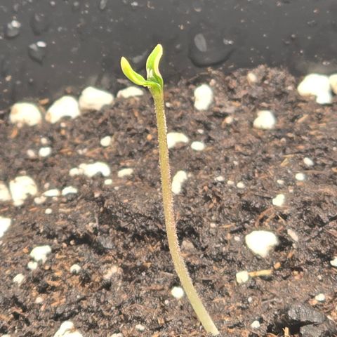 Grow No°2 - Purple Bud #2 growlog timeline photo