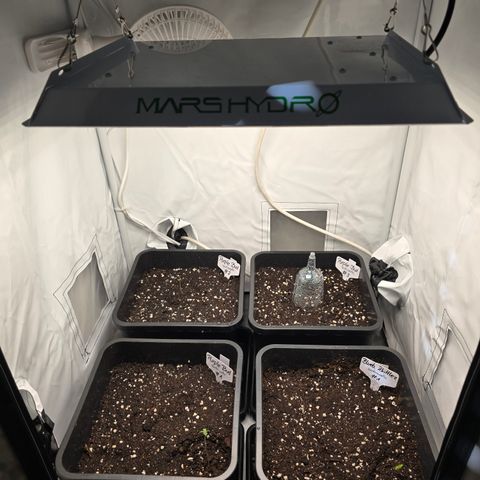 Grow No°2 - Purple Bud #1 growlog timeline photo