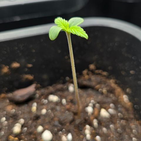 Grow No°2 - Purple Bud #1 growlog timeline photo