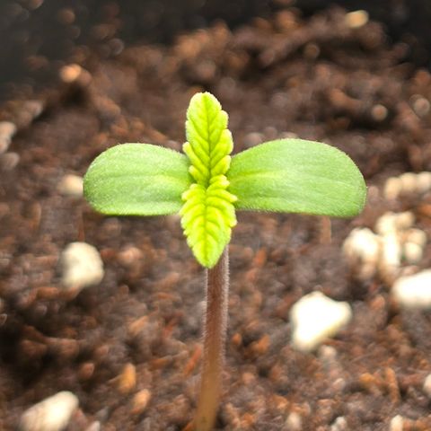 Grow No°2 - Blueberry Zkittlez #1 growlog timeline photo