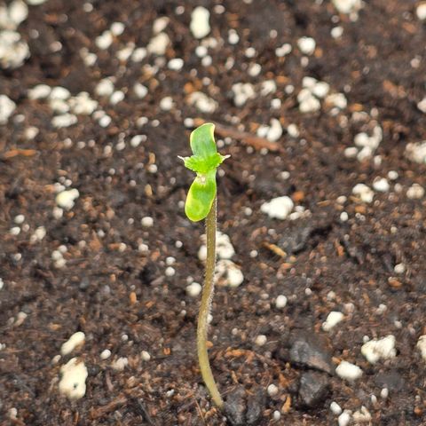 Grow No°2 - Purple Bud #2 growlog timeline photo