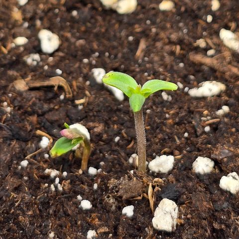 Grow No°2 - Blueberry Zkittlez #2 growlog timeline photo