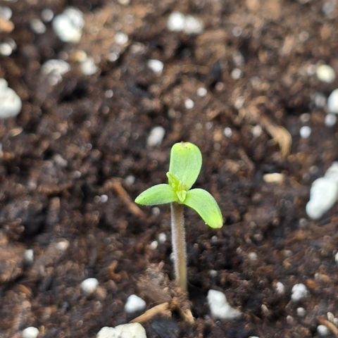 Grow No°2 - Blueberry Zkittlez #2 growlog timeline photo