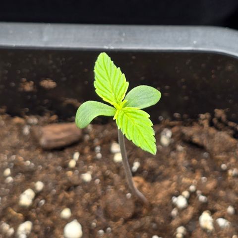 Grow No°2 - Purple Bud #1 growlog timeline photo
