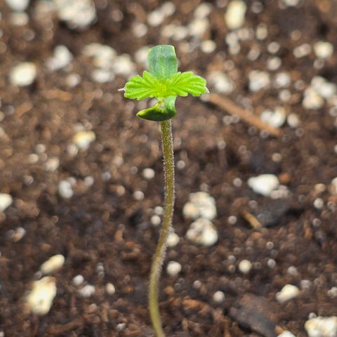 Grow No°2 - Purple Bud #2 growlog timeline photo