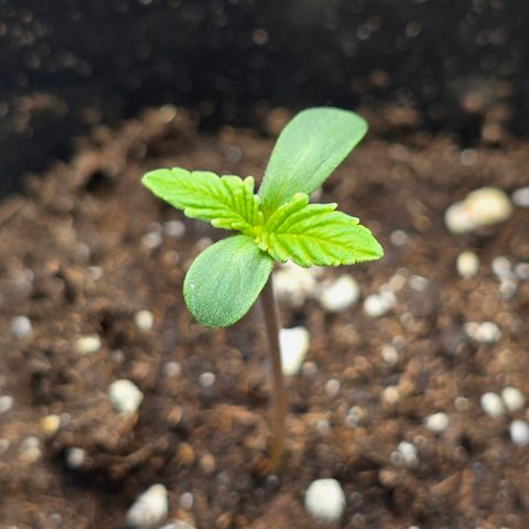 Grow No°2 - Blueberry Zkittlez #1 growlog timeline photo