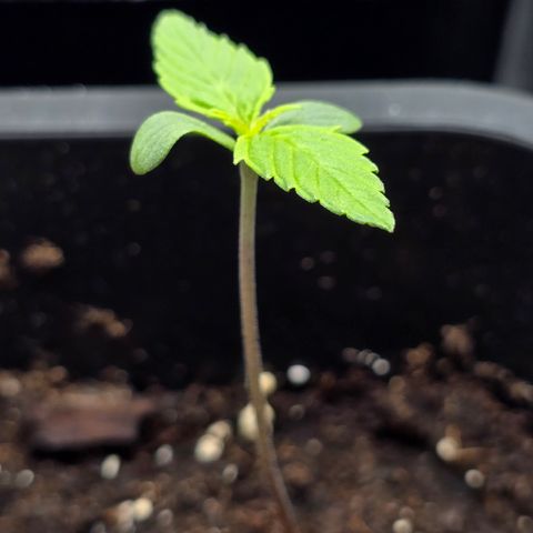 Grow No°2 - Purple Bud #1 growlog timeline photo