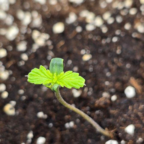 Grow No°2 - Purple Bud #2 growlog timeline photo