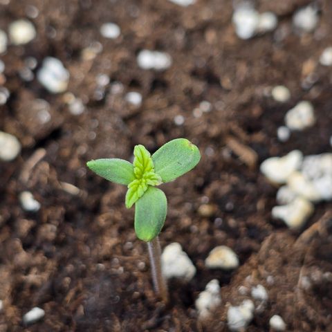 Grow No°2 - Blueberry Zkittlez #2 growlog timeline photo