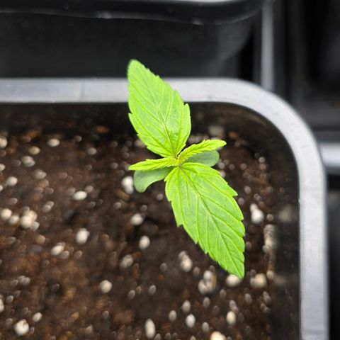 Grow No°2 - Purple Bud #1 growlog timeline photo