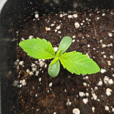 Grow No°2 - Blueberry Zkittlez #1 growlog timeline photo