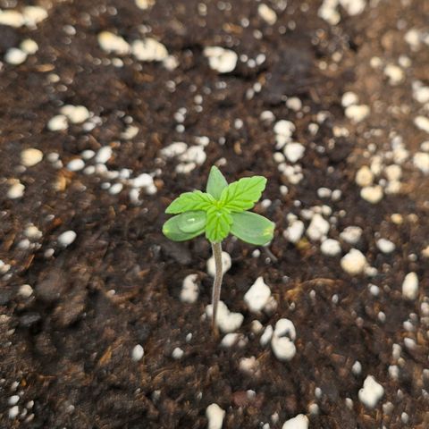 Grow No°2 - Blueberry Zkittlez #2 growlog timeline photo