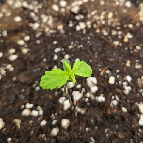 Grow No°2 - Purple Bud #2 growlog timeline photo