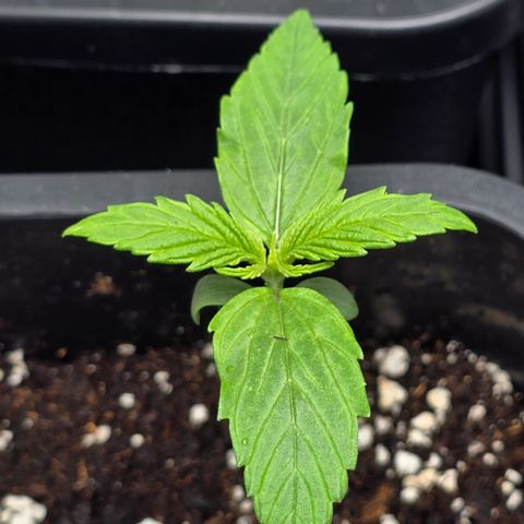 Grow No°2 - Purple Bud #1 growlog timeline photo