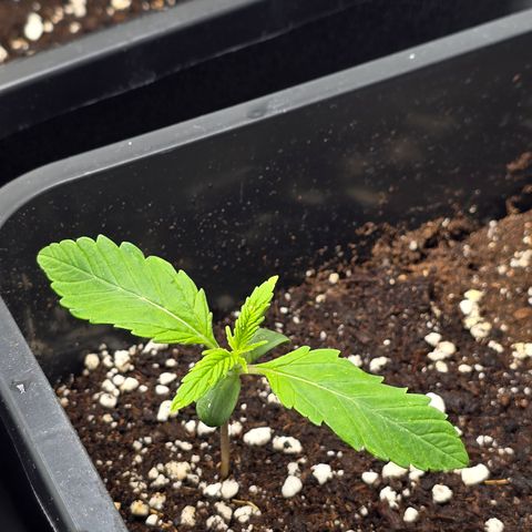 Grow No°2 - Blueberry Zkittlez #1 growlog timeline photo