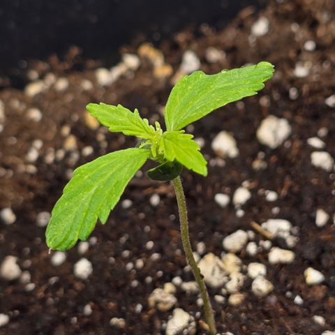 Grow No°2 - Purple Bud #2 growlog timeline photo