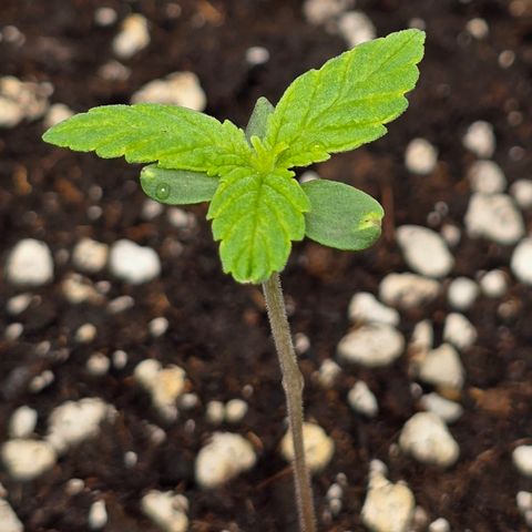 Grow No°2 - Blueberry Zkittlez #2 growlog timeline photo