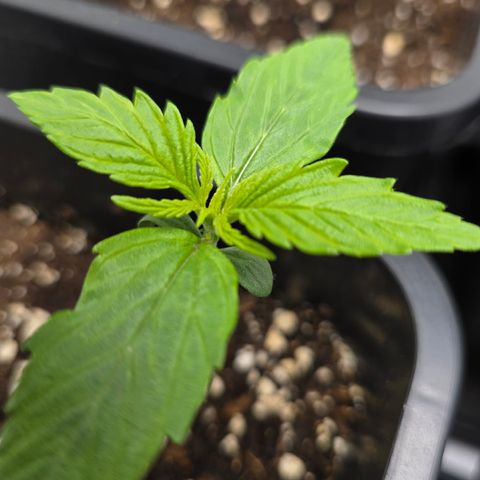 Grow No°2 - Purple Bud #1 growlog timeline photo